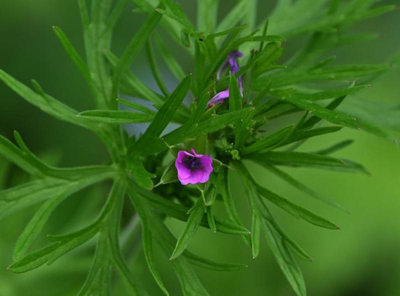 The Cut-leaved Crane's-bill is a member of the Geranium family.