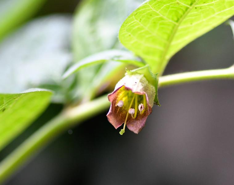 The bright green or purple bell-shaped flowers of Deadly Nightshade appear in June.