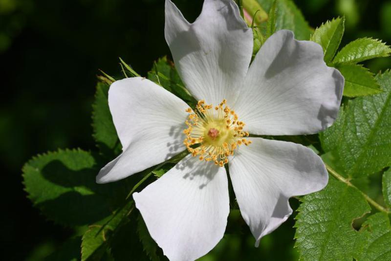 This rose is a hybrid cross between two native roses, the Dog-rose and the Field-rose.
