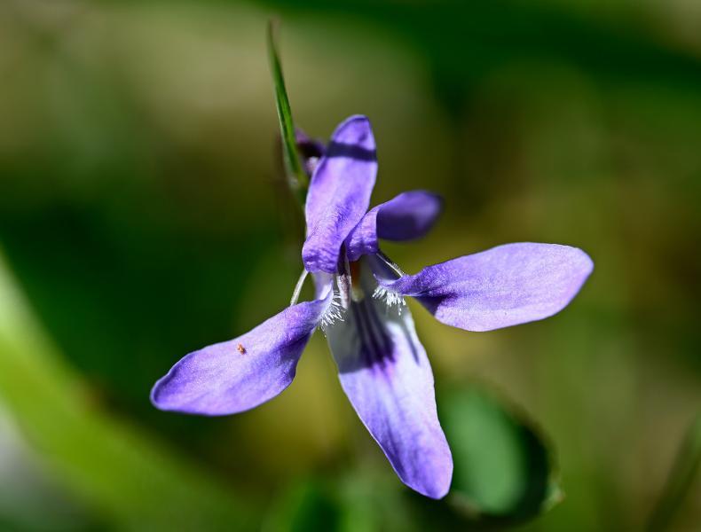 The Early Dog-violet is a native plant, flowering from late March.