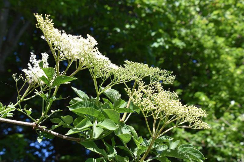 The Elder's fragrant flowers open in May, followed by black berries.