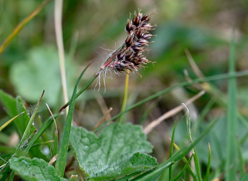 Field Wood-rush is a rush that's shorter than many grasses.