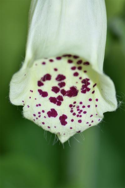 The familiar spikes of pink-purple two-lipped flowers of this native woodland plant appear from June.