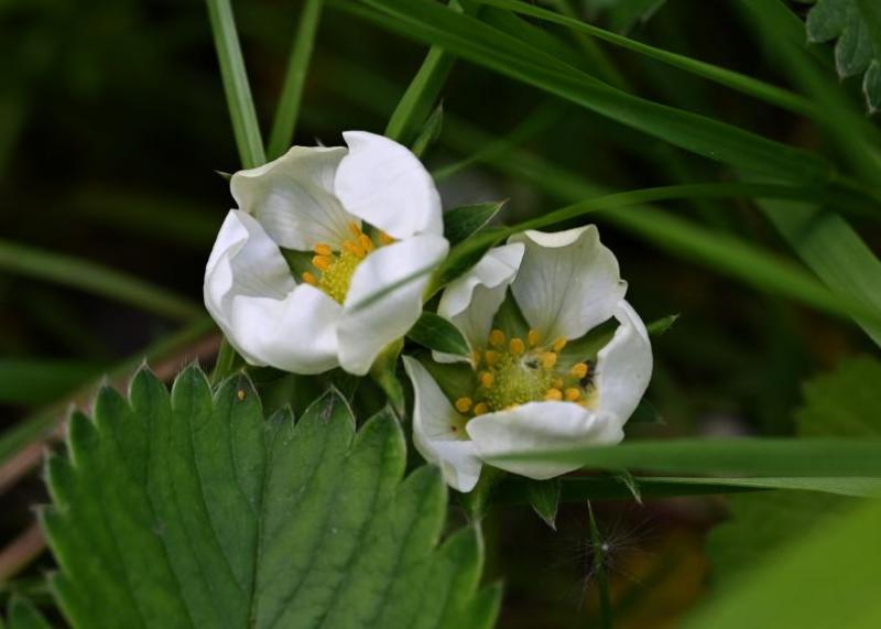 The Garden Strawberry is an escapee that has made its way into Heene Cemetery.