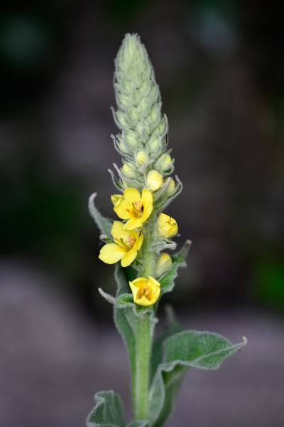 The Great Mullein has small yellow flowers that are densely grouped in a spike on tall stems.