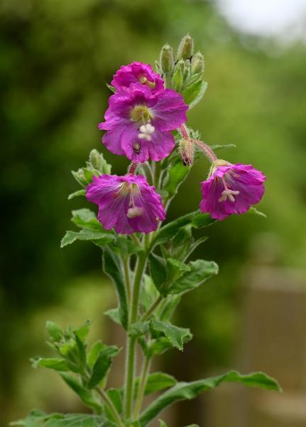 Great Willowherb is a tall, softly hairy species, as befits the name, and its leaves are mostly opposite.