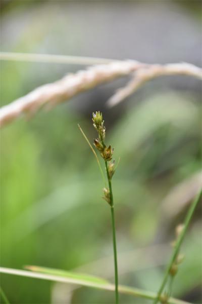 Grey Sedge is a native grass species that flowers from June.