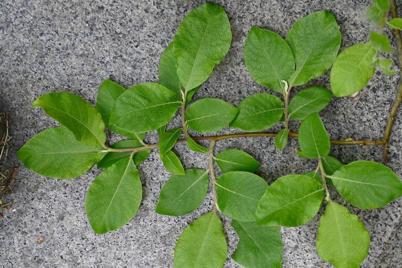 This native, somewhat scruffy-looking tree, is very similar to the Goat Willow tree.