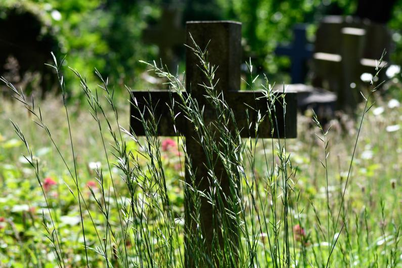 Flowering from June, Heath False-brome (Tor) is a patch-forming native perennial grass.