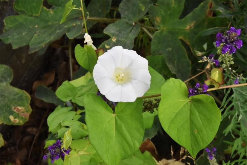 The large white flowers of this common native plant, Hedge Bindweed, appear from June.