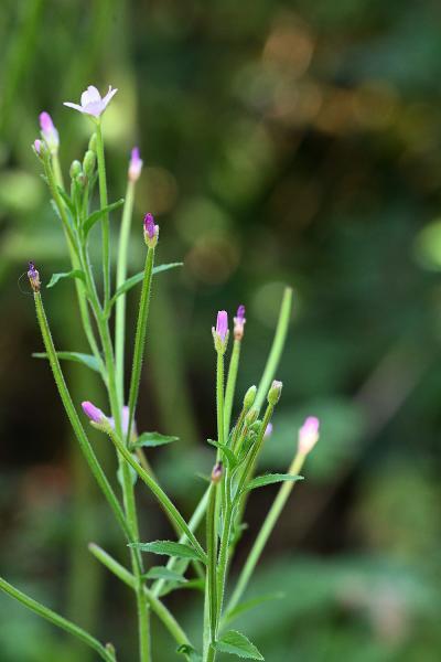  Flowers pale purplish pink, small 7 to 12 mm, in a lax raceme, stigma four lobed.