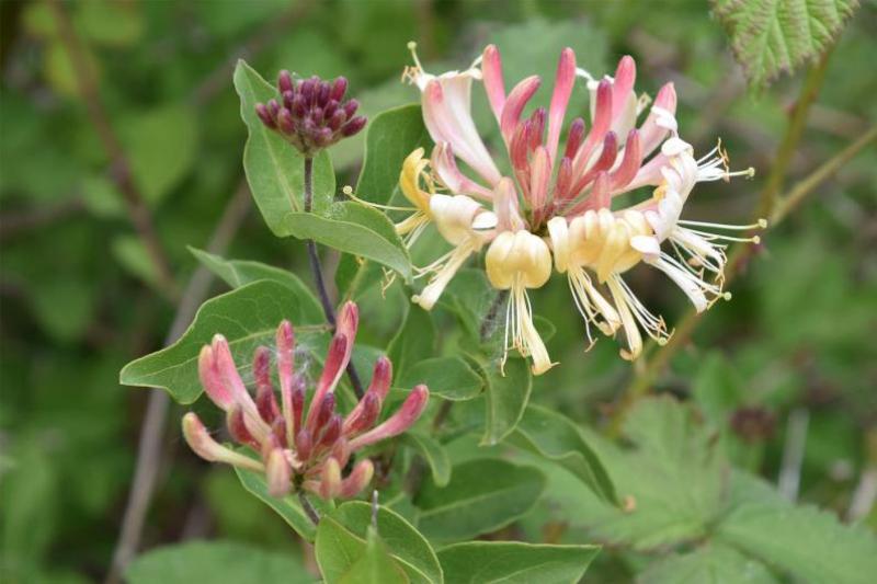 The Honeysuckle is a native climber whose flowers appear in June.