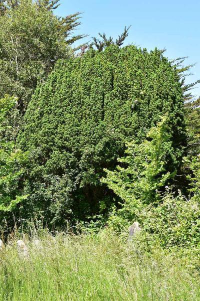 The Irish Yew was discovered growing in Co. Fermanagh, Ireland, in 1780, and thought to be a natural mutant of the Yew.