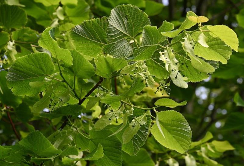 There are three species of lime tree in Britain, but only the Large-leaved Lime is found in the cemetery.