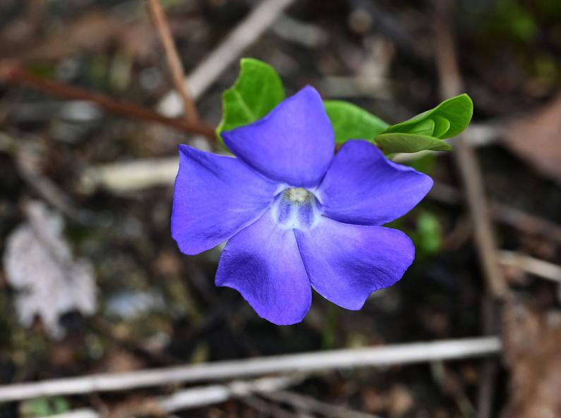 Lesser Periwinkle is a trailing woody perennial with a striking, blue flower, that is found in woods and roadside banks.