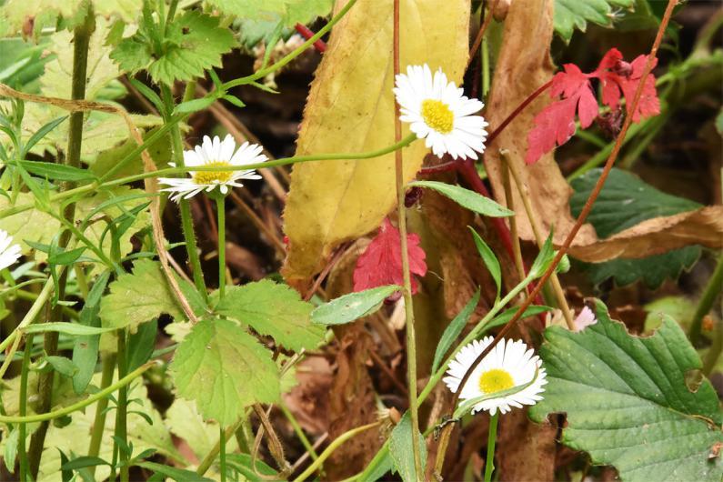 The daisy-like flowers of Mexican Fleabane are pink (turning white) with yellow centres, and flower from July.