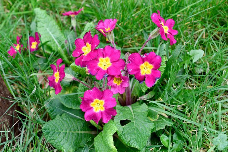 Polyanthuses are garden varieties of Primroses which have been cultivated for their colour varieties.