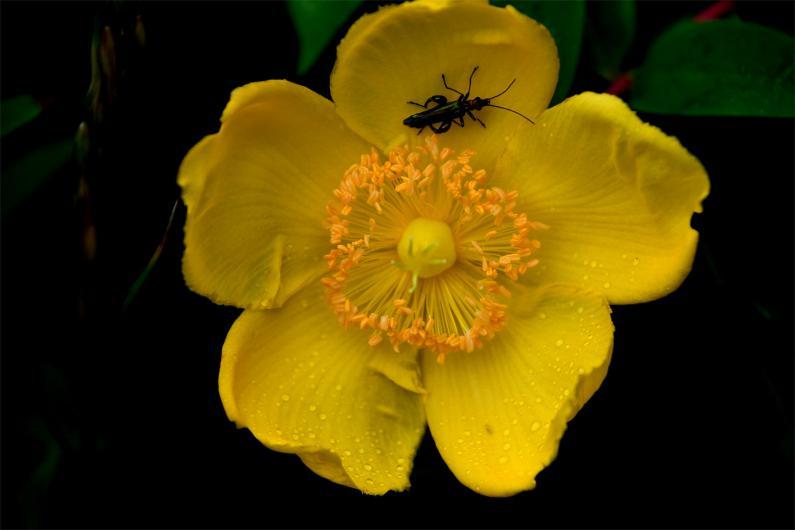The bright yellow Potentilla shrub attracts an array of beetles and other insects.