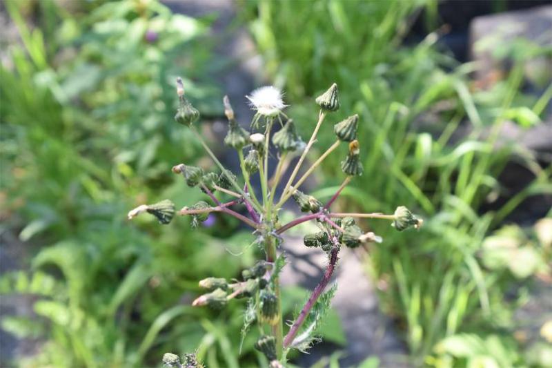 The May flowerheads of Prickly Sow-thistle are yellow, and the pappuses can be used like the dandelion clock.