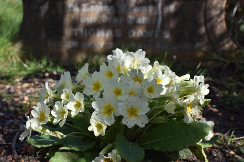 The March flowering of our native primroses is a welcome sight in the countryside.