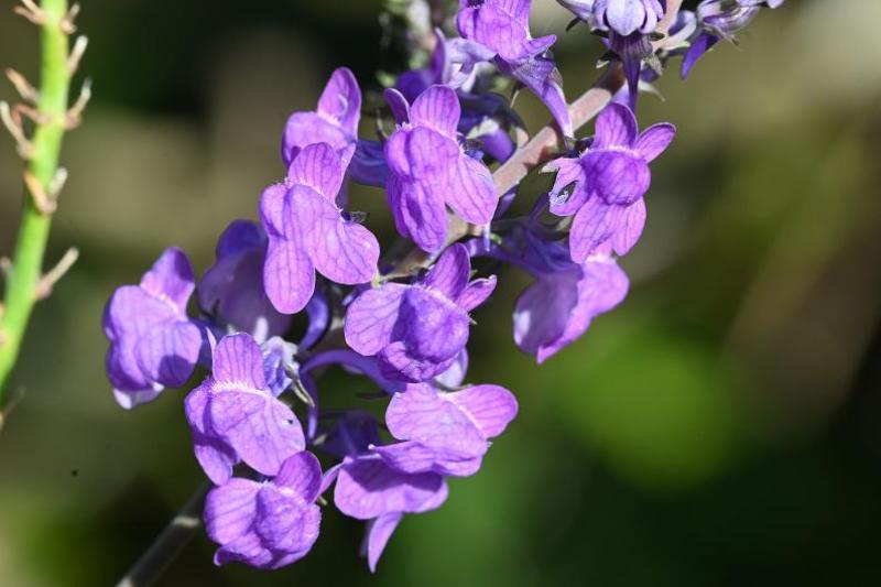 Purple Toadflax's name comes from the alleged resemblance between the flower's wide mouth and the wide mouth of the toad.