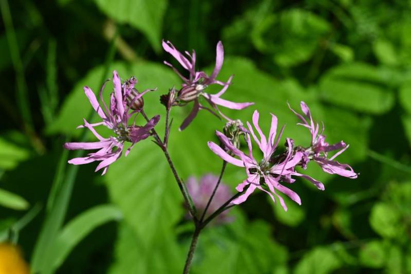 Ragged-Robin is a native, damp-loving plant, flowering from May.