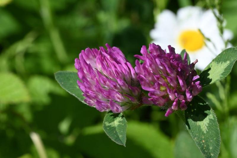 The pink-purple flowers of the native Red Clover, from May, vary in colour, and may even be white. 