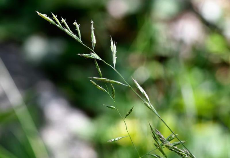 Red Fescue is a native, shade-loving, creeping perennial, with dark green glossy, bristly leaves which are rolled into tubes.