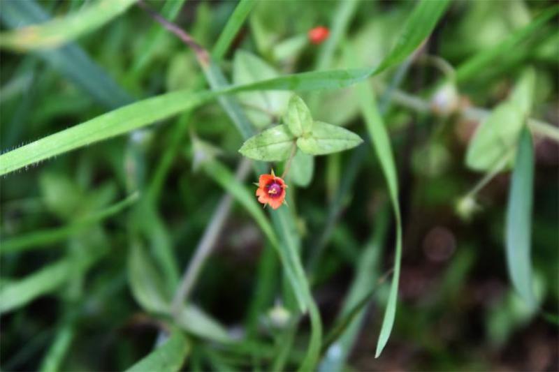 The native Scarlet Pimpernel has star-like flowers that vary in colour (red, pink, lilac, blue) appearing from May.
