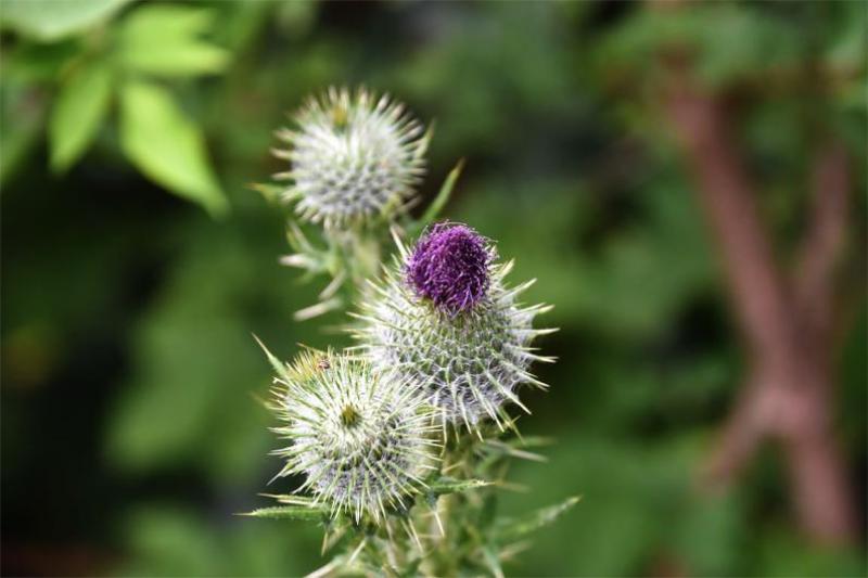 Spear Thistle is a solitary thistle that has sharply spiny leaves ending with a 'spear'.