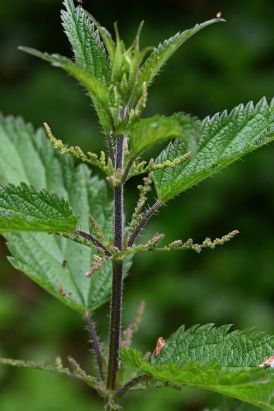 The so-called Stinging Nettle is a native plant, flowering from June.