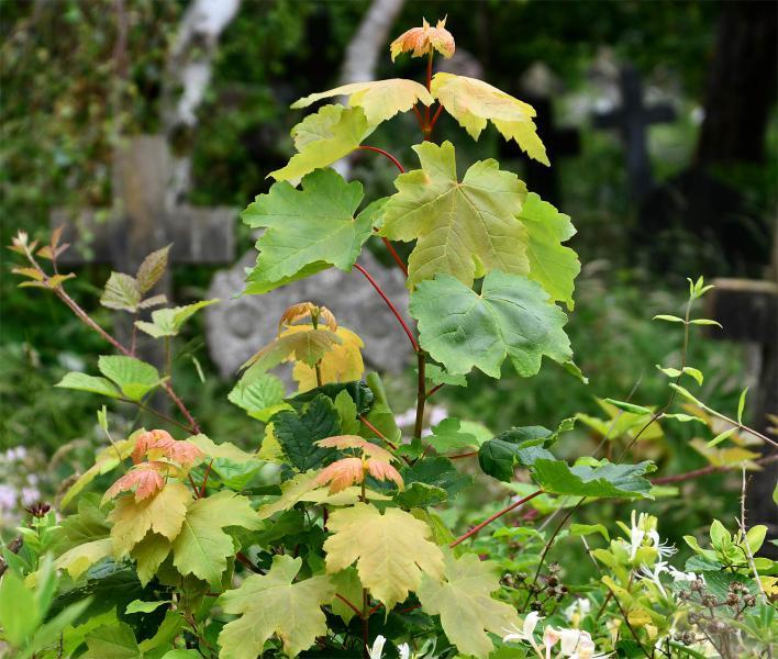 The Sycamore flowers in hanging clusters, from May, and the winged fruits, produce a prolific number of seedlings.