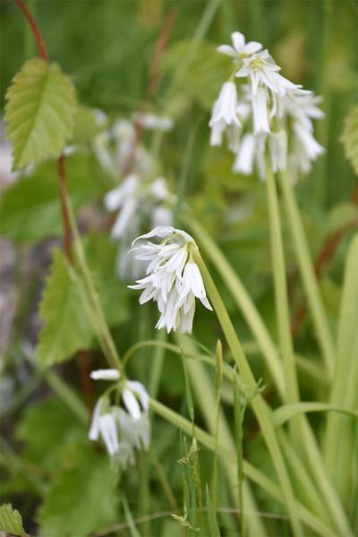 Three-cornered Garlic or Leek is an  introduced Mediterranean species forms smothering monocultures.