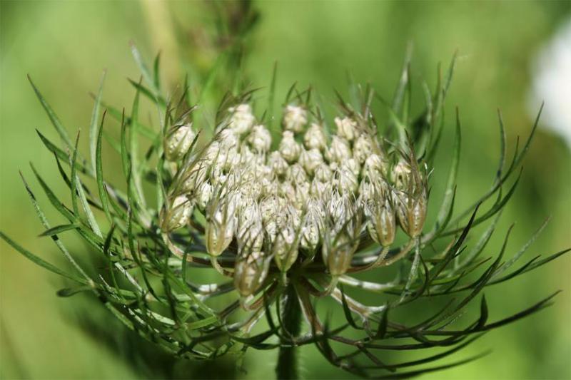 The white flowers of the Wild Carrot appear in June, the centre flower of the umbel often being red.