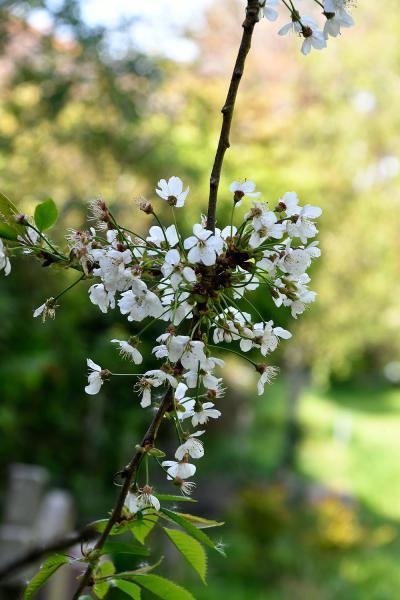 Wild Cherry trees bear clusters of delicate white flowers in April, often providing ethereal displays in Spring.
