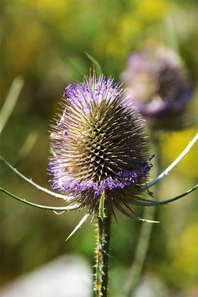 The pale purple flowers of the familiar Wild Teasel appear in July.