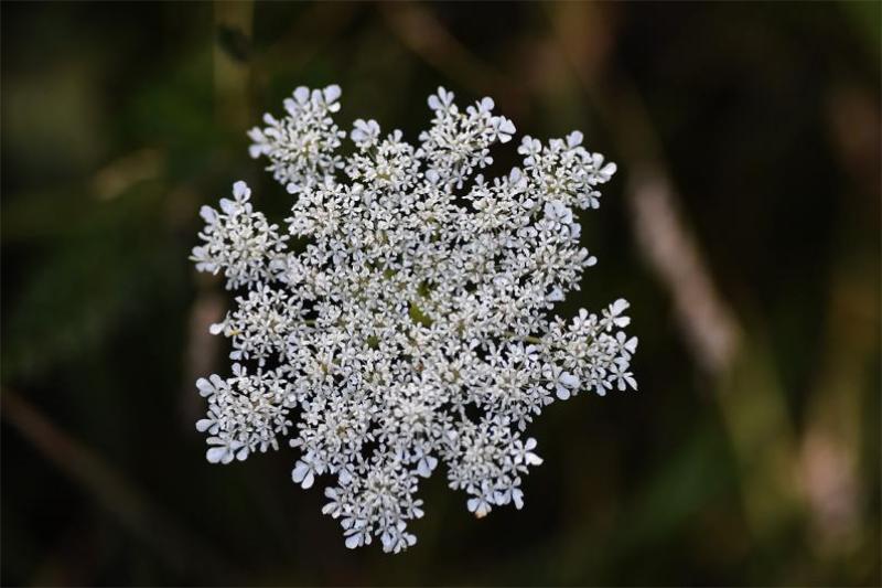 Yarrow is a powerful vulnerary, hence its name of Soldiers' Woundwort.