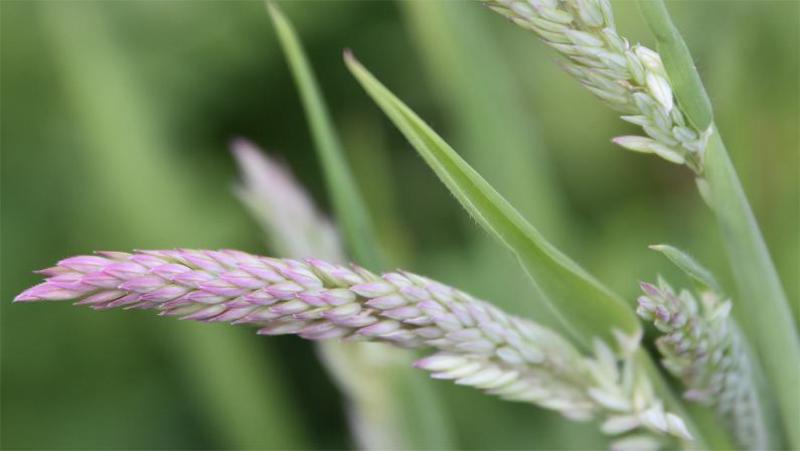 The greyish downy perennial native Yorkshire Fog grass is very common in Heene Cemetery.