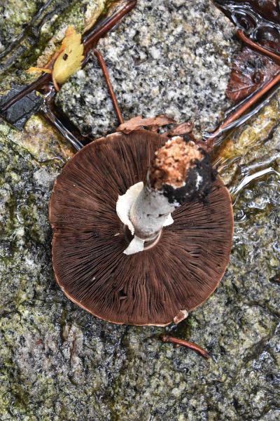 As with all Agaricus species, the gills of the Tufted Wood Mushroom are free, its colour progressively darkens with age.