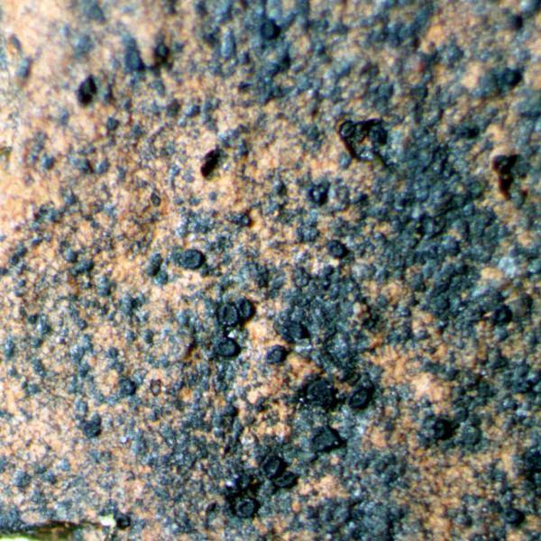 Catillaria atomarioides is a lichen that appears on sandstone and slate, especially in coastal regions and in cemeteries.