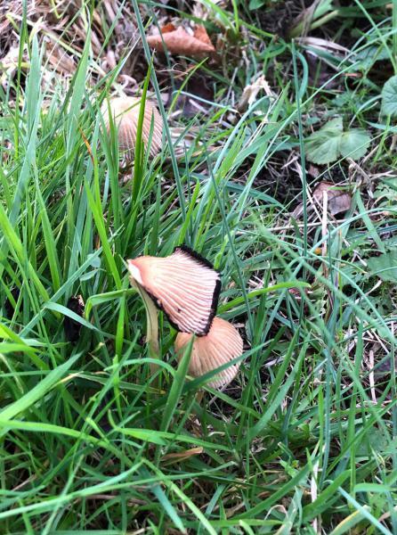 The Woodland Inkcap is recognised by its grooved cap, which often becomes grey.  The white gills darken with age and finally turn black.