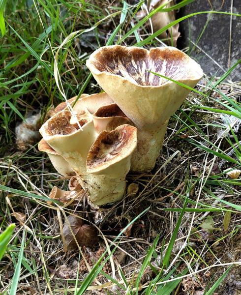 Dryad's Saddle fungus is a bracket fungus that grows on deciduous trees