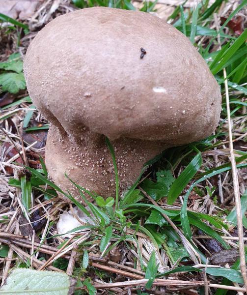 This white or light buff puffball, the Pestle Puffball, has a stout stalk that becomes light brown as it matures.  
