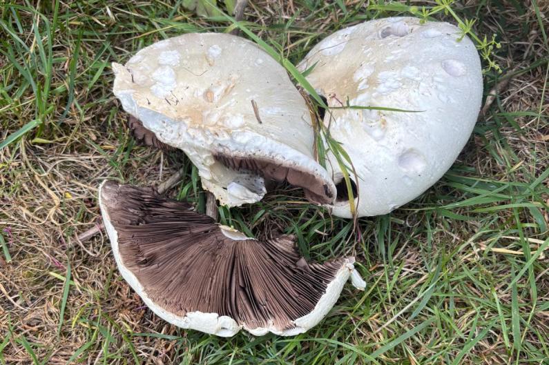 The Horse Mushroom has an aniseed or bitter almond smell and will grow in pastures, lawns and road verges.