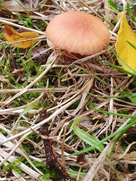 Deceivers often show different colours when wet or dry, namely tawny to brick-red when moist and ochre-yellow when dry.