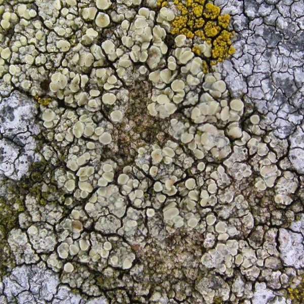Lecanora polytropa is a lichen that favours unpolluted areas near the coast.