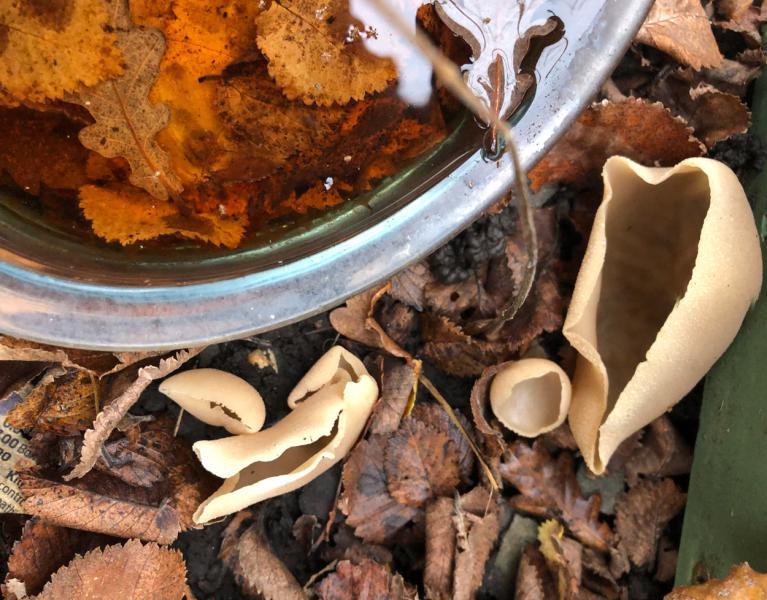 The irregularly ear-shaped Hare's Ear cup fungus is attached by a short white stalk, and is of an ochraceous colour.
