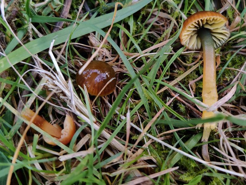 The cap of the Parrot Waxcap is initially green and turns yellow with an orange tinge as it grows.