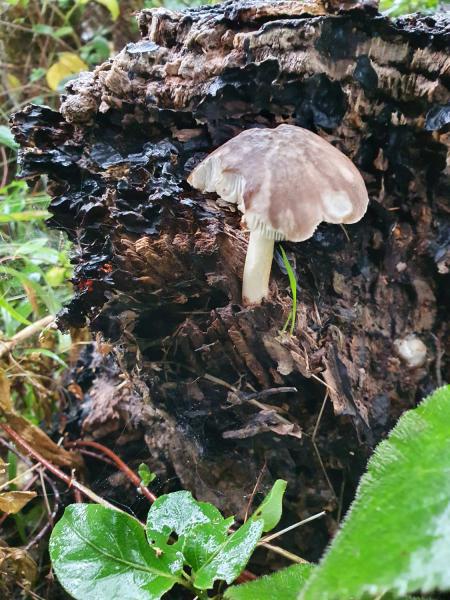 The species Deer Shield is found on rotting stumps and trunks.