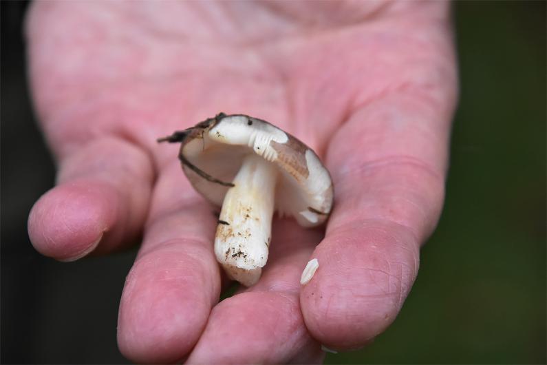 The white stems of Fragile Brittlegill are long and fragile, and the cap is variable in colour, often purple or wine-red.